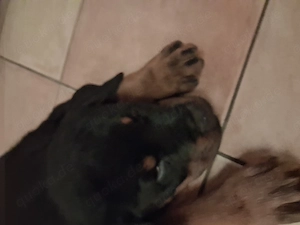 Rottweiler Rüde Welpe