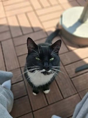 2 Jähriger Kater abzugeben 
