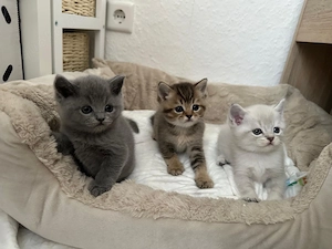 Drei süße, reinrassige BKH-Kitten suchen ein liebevolles Zuhause! 