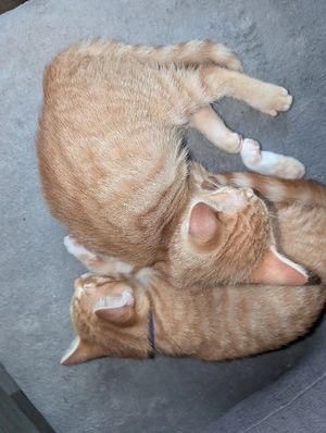 babykatzen abzugeben