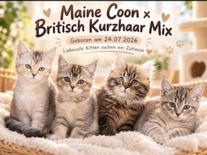 Zuckersüße Maine Coon   Britisch Kurzhaar Mix Kitten suchen ein liebevolles Zuhause