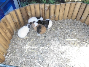 Junge männliche Meerschweinchen je nur 10 Euro