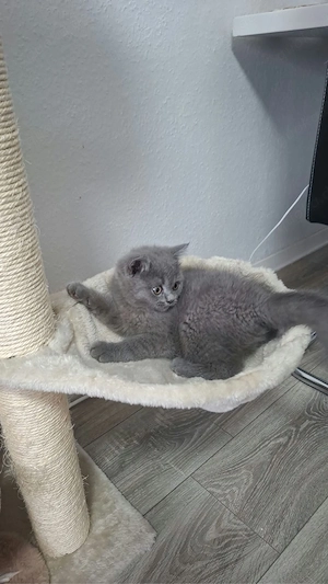 wunderschöne BKH kitten 12Wochen alt
