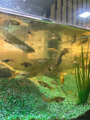 Guppys Mänchen+ Weibchen