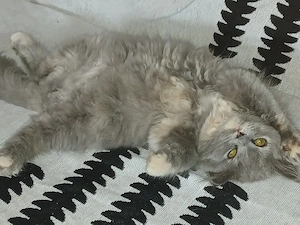 Britische langhaarkatze in guten Händen abzugeben 