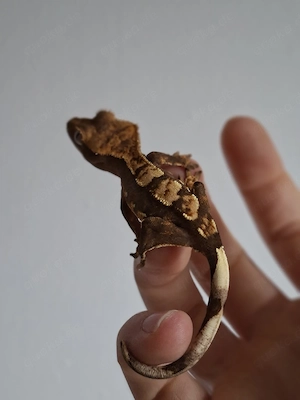 Kronengecko Correlophus ciliatus 0.0.1