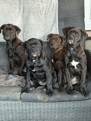 rottweiler x american Bully, Pitbull mix abgabebereit 