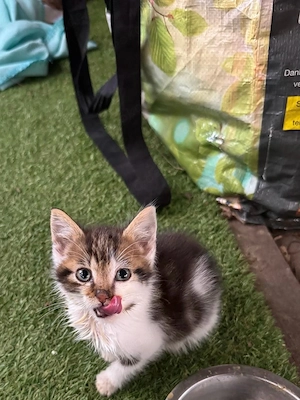 junge katzen 