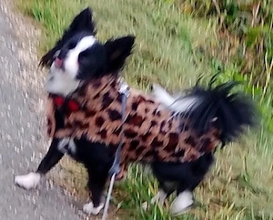  chihuau 11 monate nicht kastiert 