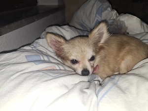 gebe mini Chihuahua  junge  ab