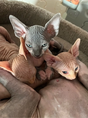 Canadian Sphynx Kitten mit Tasthaare royal