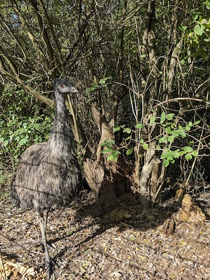 Emus suchen ein Zuhause 