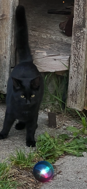 babykatzen