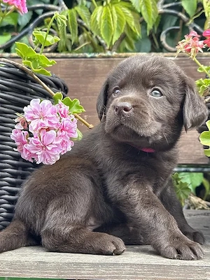 Wunderschöne Labrador Retriever Welpen suchen liebevolle Familien