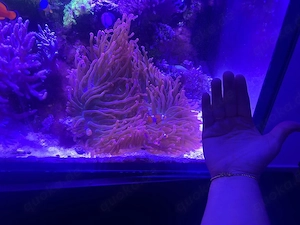 Meerwasseraquarium 