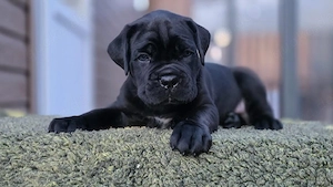Cane Corso Welpen   wunderschöne und treue Begleiter suchen ein Zuhause