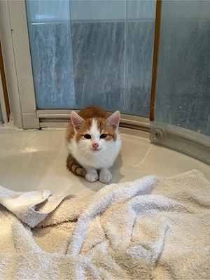 Junger rot-weißer Kater im gute Hände abzugeben