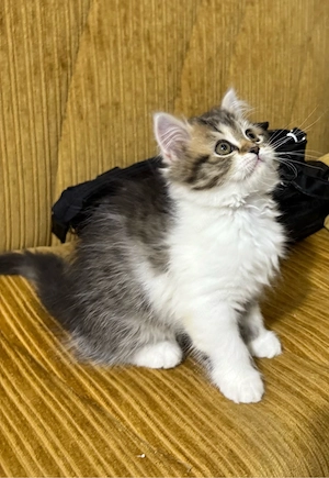 Perserkatzen