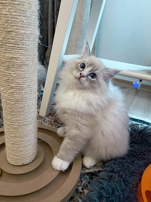  Reinrassige Ragdoll mit Gesundheitszeugnis. Abgabebereit.