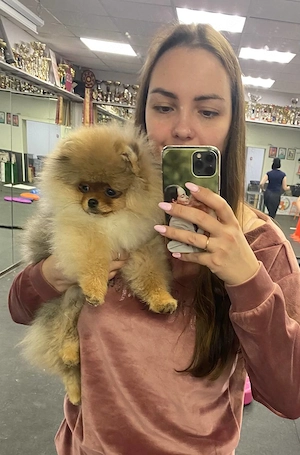Pomeranian puppy for adoption 