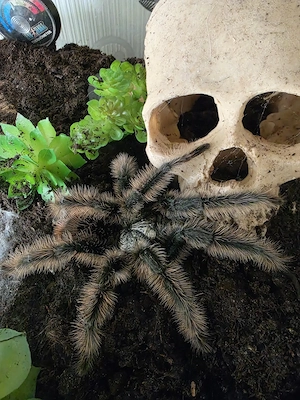 1.0 Grammostola Grossa zur Abgabe
