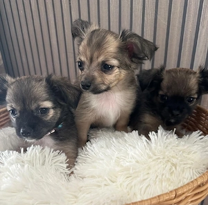 Chihuahua -welpen langhaarig