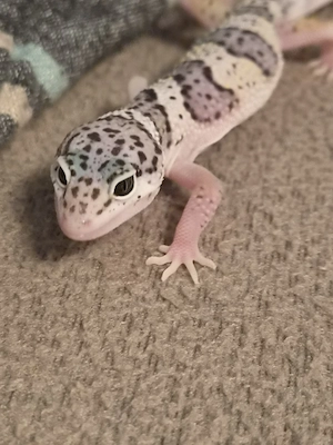 Leopardgecko Mack Snow