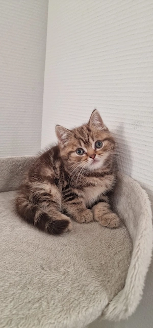 Zwei süße BKH Kitten suchen ein liebevolles Zuhause **