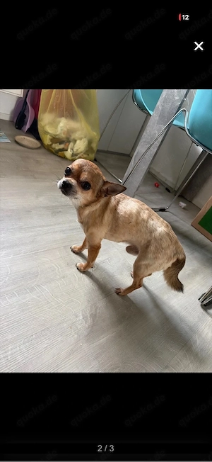 chihuha 7 jahre