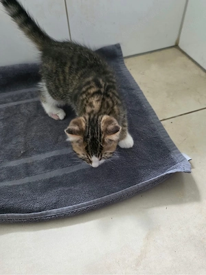 Katzen Babys zu verkaufen 