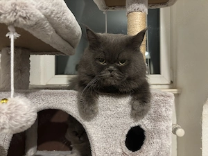 BLH Deckkater