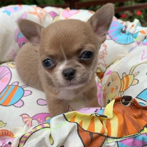 Reinrassige Chihuahua Welpen