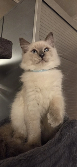 Ragdoll-kitten suchen neues Heim!