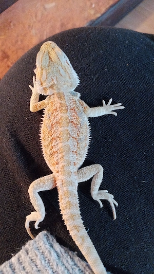 Bartagame mit Terrarium abzugeben