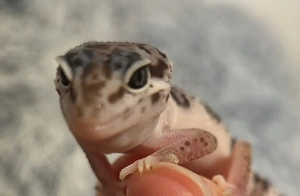 Leopardgecko Mack Snow Black Night 