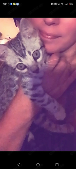 Weibliche bengalkatze in. Silber schwarz mit Glitzer