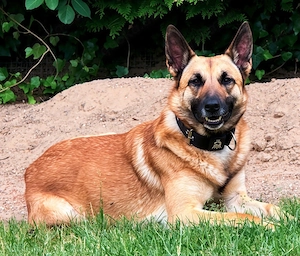 Tyson - Labrador-Malinois-Mischling 