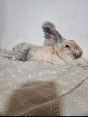 Süße Angora kaninchen mit Stammbaum und Stall 