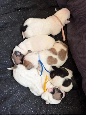 Russelbullys