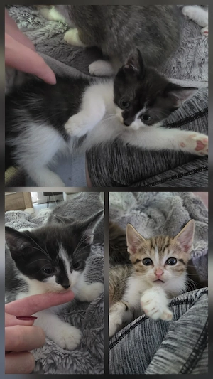 Katzenmama und 3 Babys suchen ein Zuhause 