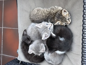Sußes kleine Katzschen