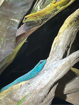 0.3 Lygodactilus williamsi Himmerlblauer Taggecko 