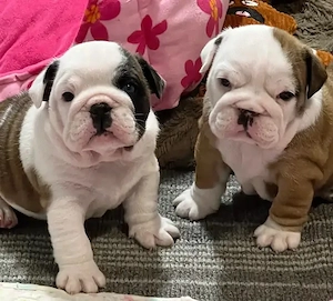 Wunderschöne Englische Bulldoggen-Welpen