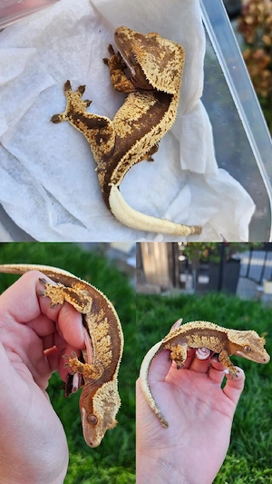 Kronengecko Correlophus Ciliatus Nachzucht 
