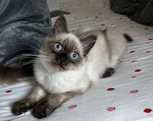 Junger Kater-Rassenmix