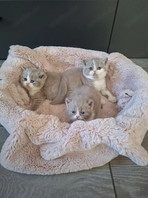 Noch 3 süße BKH Britisch Kurzhaar Kitten in Lilac-White  Mädchen 