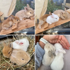 zwerkaninchen Babys