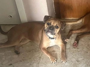 Französische Bulldogge 