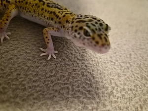 Leopardgecko 