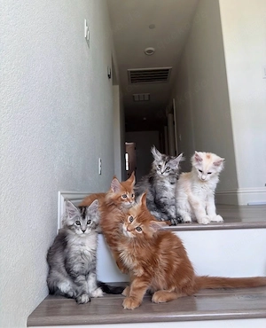 Maine-Coon-Kätzchen XXL